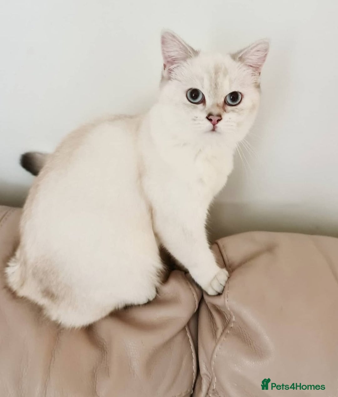 British Shorthair cats for sale: Beautiful BSH Girl  - Image 2