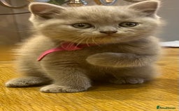 Scottish Fold cats for sale: Beautiful lilac Scottishfold straight ear kittens  - Image 4