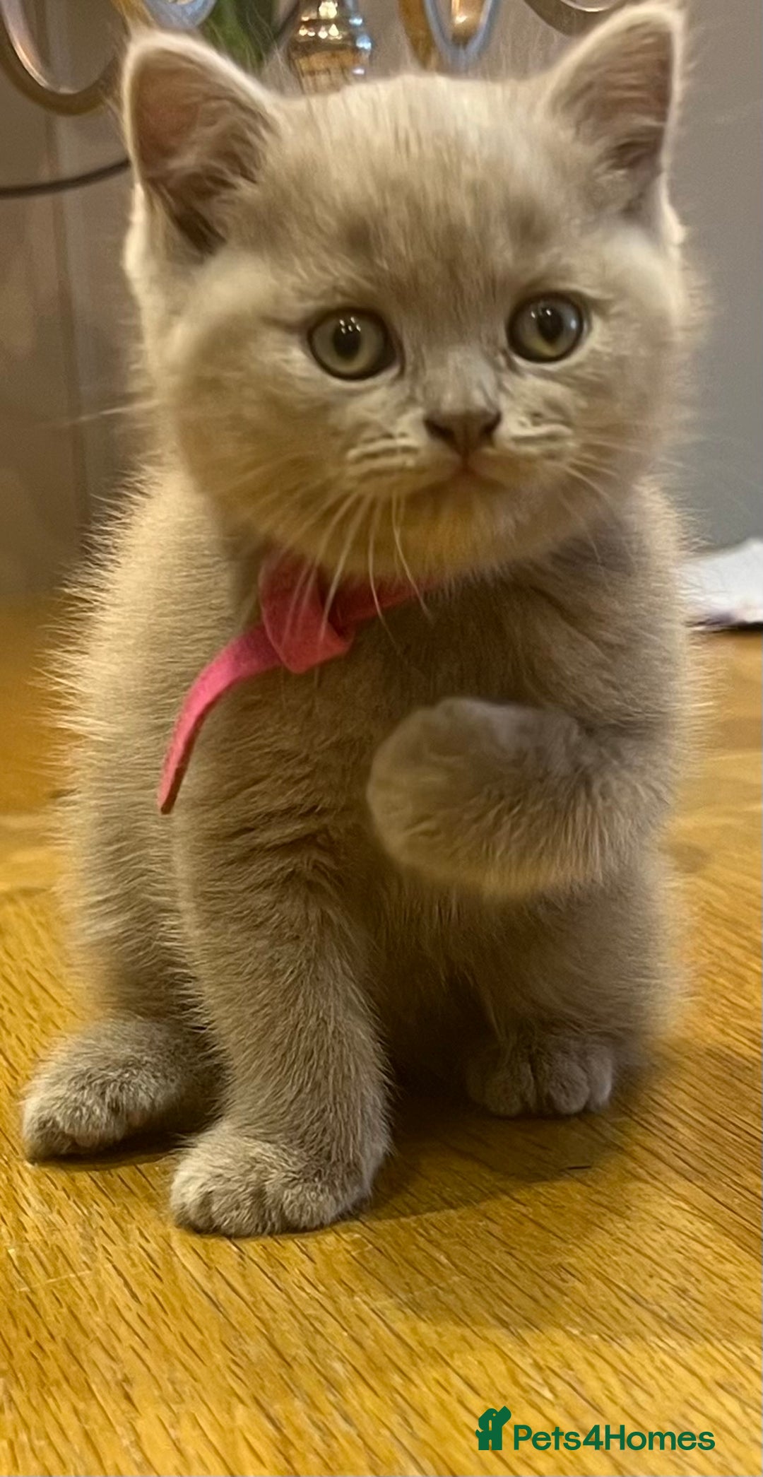 Scottish Fold cats for sale: Beautiful lilac Scottishfold straight ear kittens  - Image 4