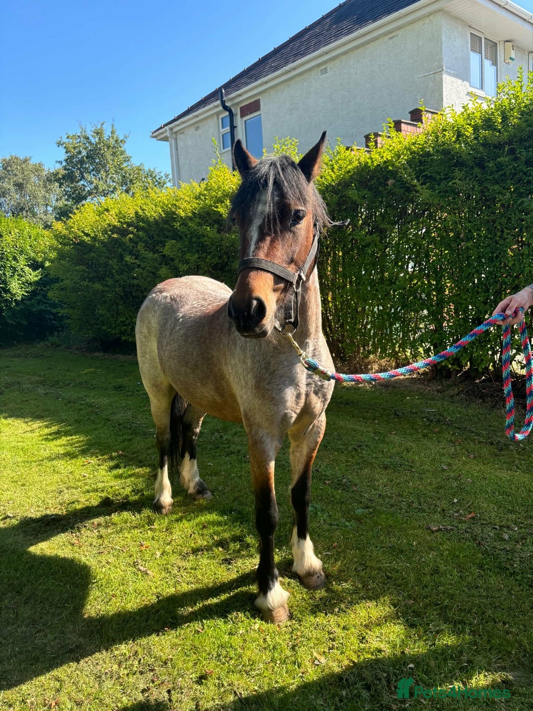 Irish Cob horses for sale: 12.2/12.3 3 year old cob x Welsh mare  - Advert 7