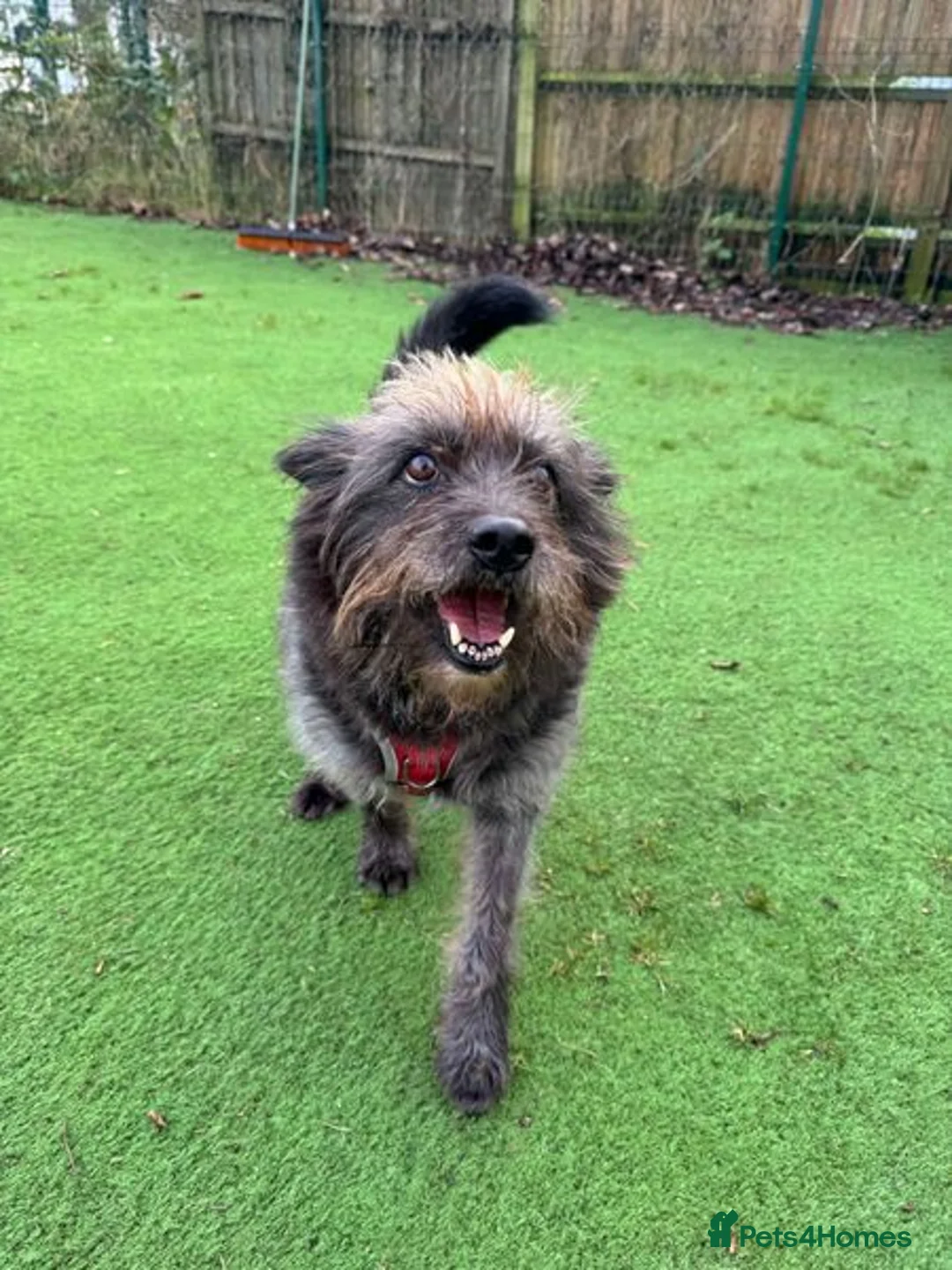 Mixed Breed dogs for adoption: Senior boy Moflea has never had a home in Waltham Abbey - Advert 2
