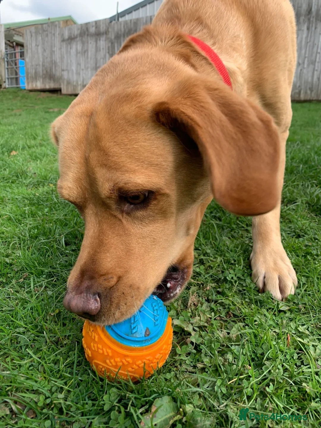 Labrador Retriever dogs for stud: Stud duties  (PROVEN) in Hengoed - Advert 7