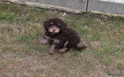 Cockapoo dogs for sale: Boy cockapoo  - Image 3