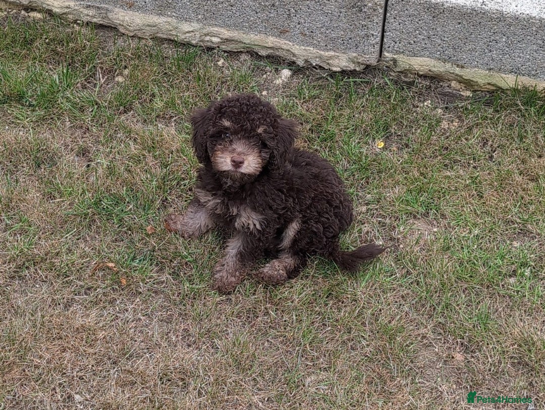 Cockapoo dogs for sale: Boy cockapoo  - Image 3