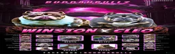 American Bully dogs for sale: Beautiful American pocket bullys  - Advert 8