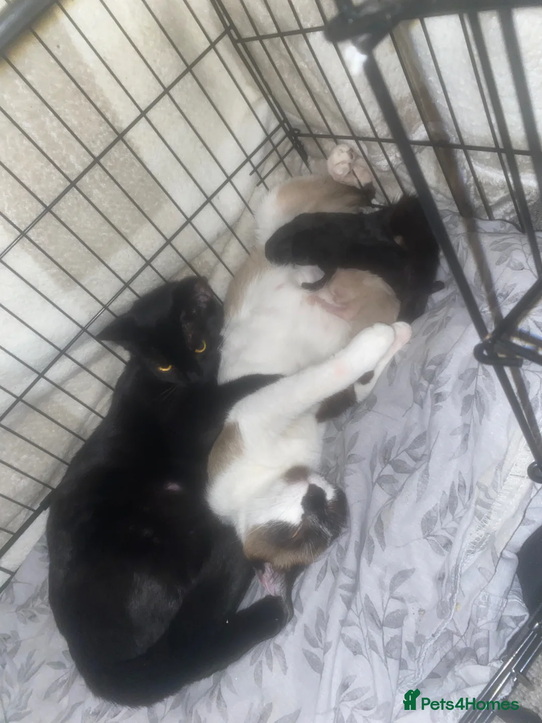 Siamese cats for sale: New born kittens  - Advert 18