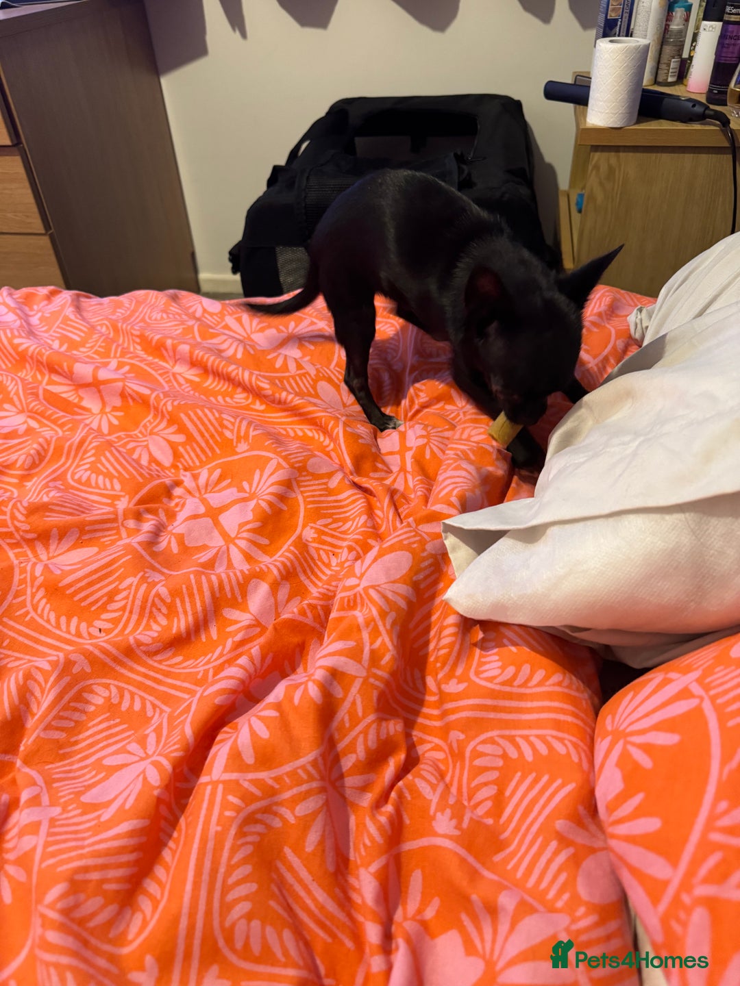Chihuahua dogs for sale: Stunning absolutely stunning female chihuahua  - Image 10