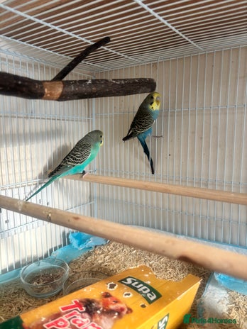 Budgerigars birds - Advert 2