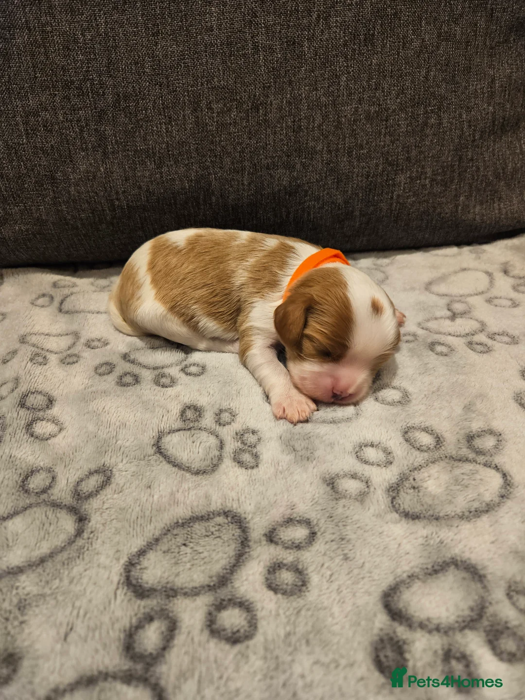 Cavalier King Charles Spaniel dogs for sale: * KC reg Cavalier King Charles Spaniel * - Advert 6