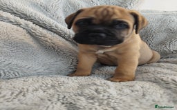 Bullmastiff dogs for sale: K.c registered Bullmastiff puppies  - Image 27