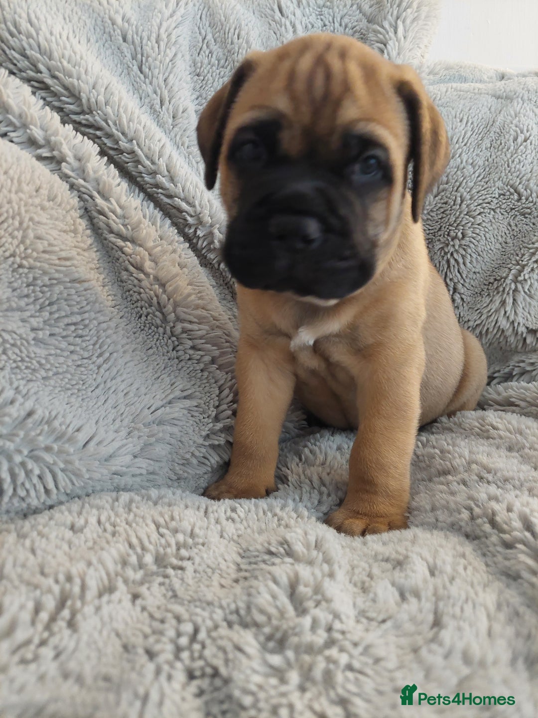 Bullmastiff dogs for sale: K.c registered Bullmastiff puppies  - Image 27