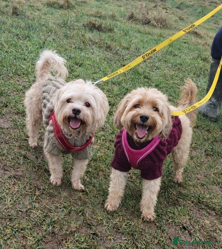 Mixed Breed dogs BONDED:💙ALFIE 10yo Shih Tzu❤️MUFFIN 6yo Cockapoo - Advert 1