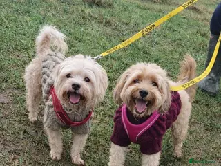 Mixed Breed dogs BONDED:💙ALFIE 10yo Shih Tzu❤️MUFFIN 6yo Cockapoo - Advert 1