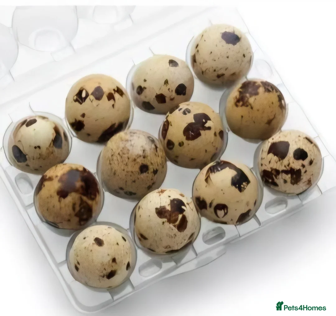 Quail poultry for sale: Quail eggs for consumption  - Advert 1