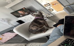 French Bulldog dogs for sale: Merle french bulldog  - Image 6