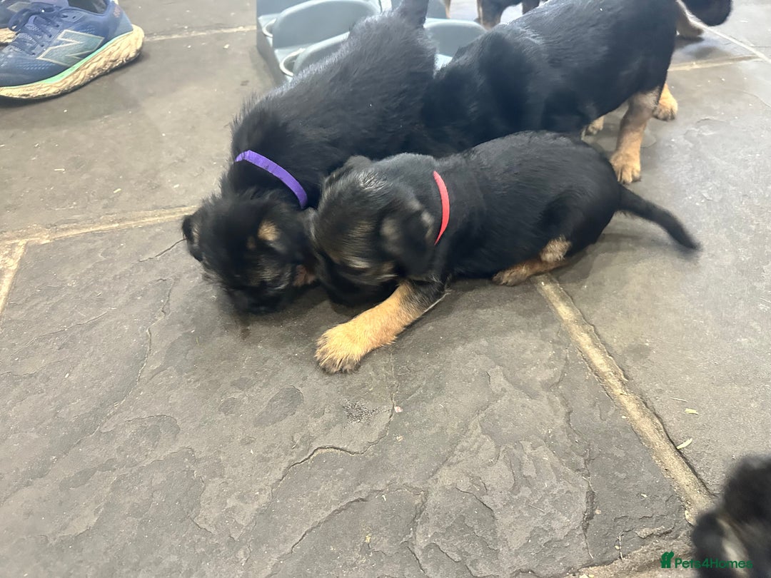 Border Terrier dogs for sale: Border Terrier Pups -Beautiful Pedigree  - Image 32