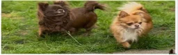 Chihuahua dogs for sale: Chihuahua puppies 🐶  - Advert 8