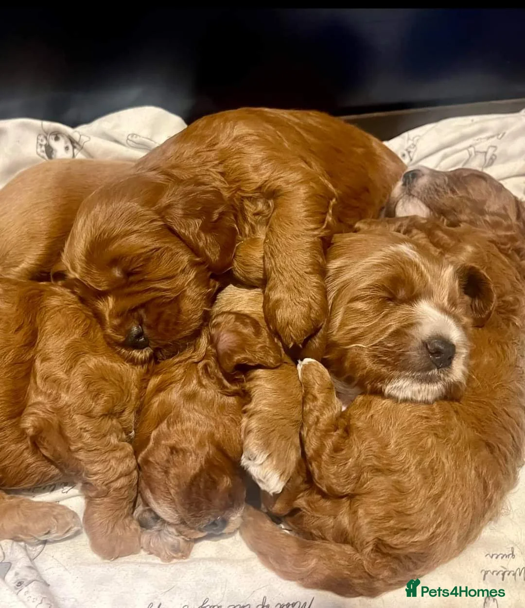 Cockapoo dogs for stud: 100% Proven F1 Fox Red Cockapoo, Stud only in Kirkcaldy - Advert 26