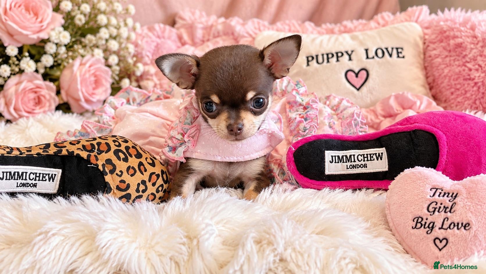 Chihuahua dogs Beautiful chihuahua puppies READY TO GO  - Advert 1