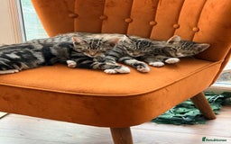 Burmese cats for sale: 4 boisterous kittens  - Image 1