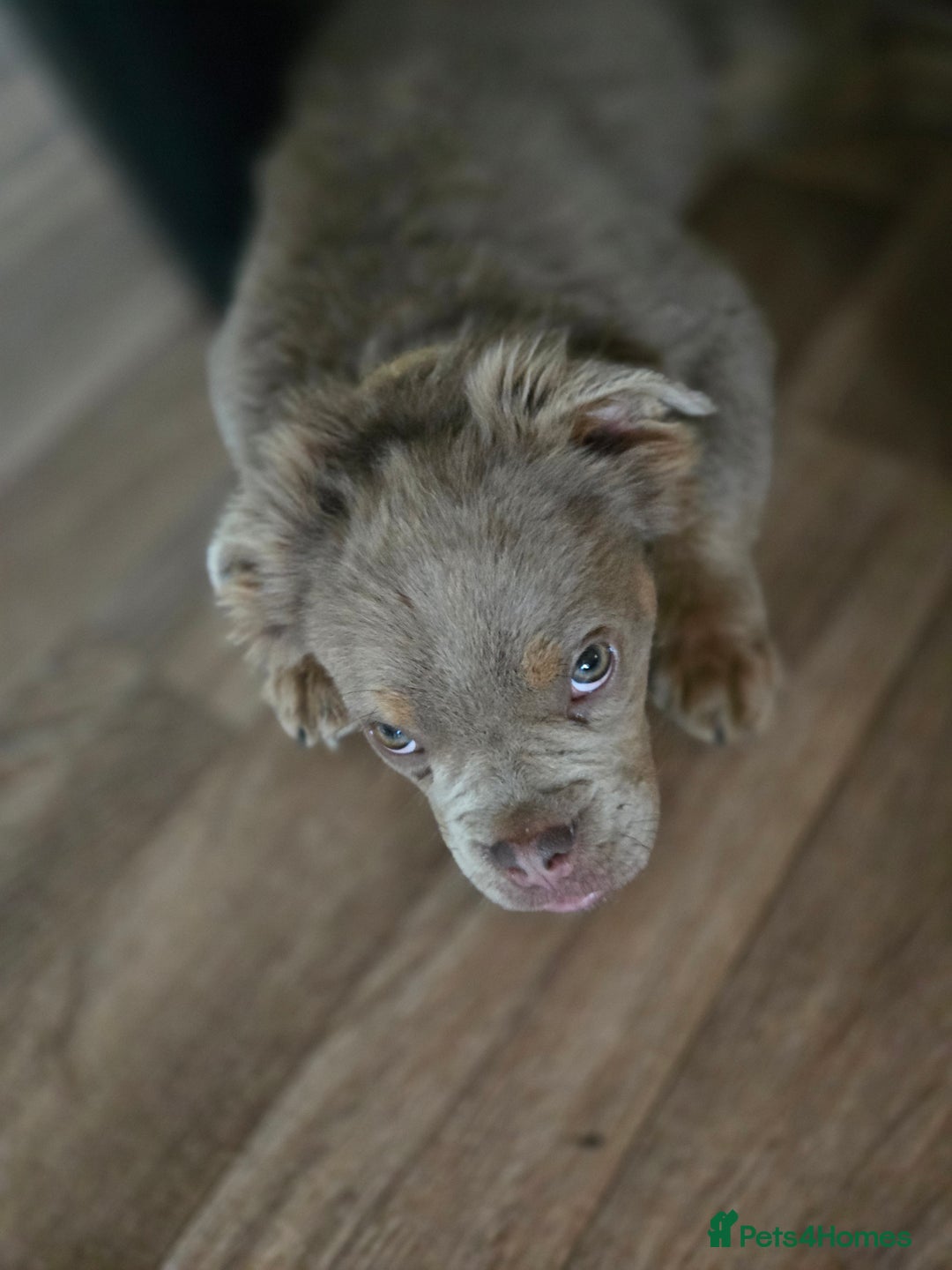 Olde English Bulldogge dogs for sale: Old english bulldoggee mammut/mammoth - Advert 26