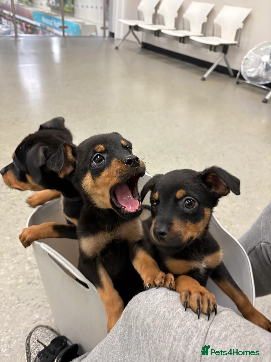 Rottweiler dogs for sale: Rottweiler puppies, only 2 girls left! Ready now  - Advert 12