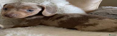 Dachshund 1