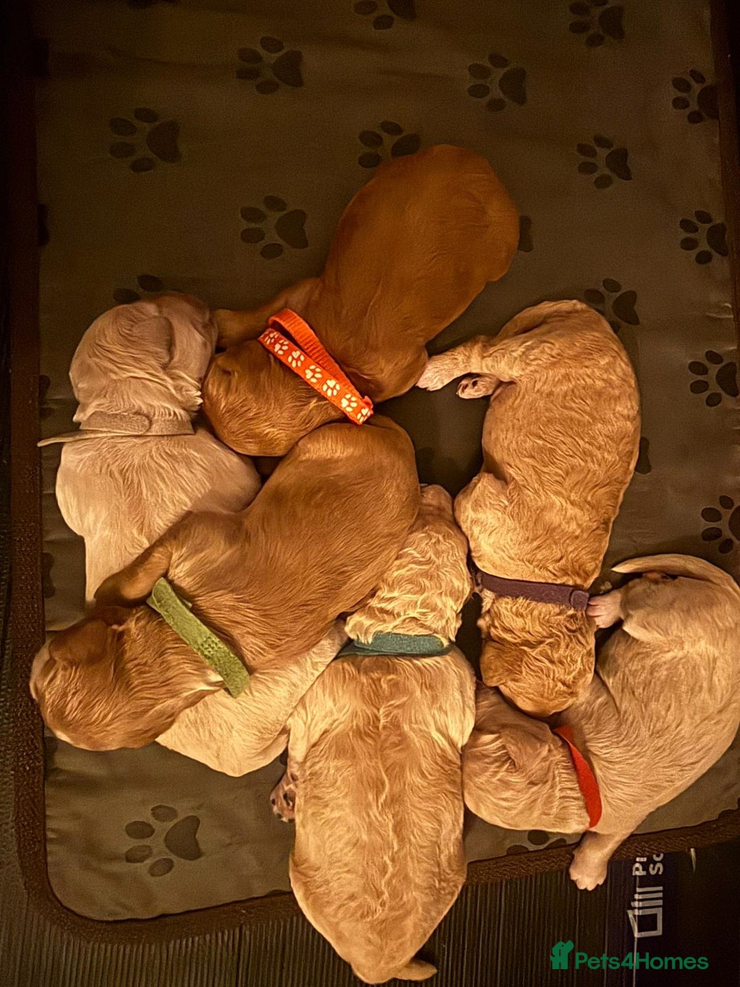 Goldendoodle dogs for sale: Beautiful F1B Goldendoodle Puppies – Ready Soon - Image 28