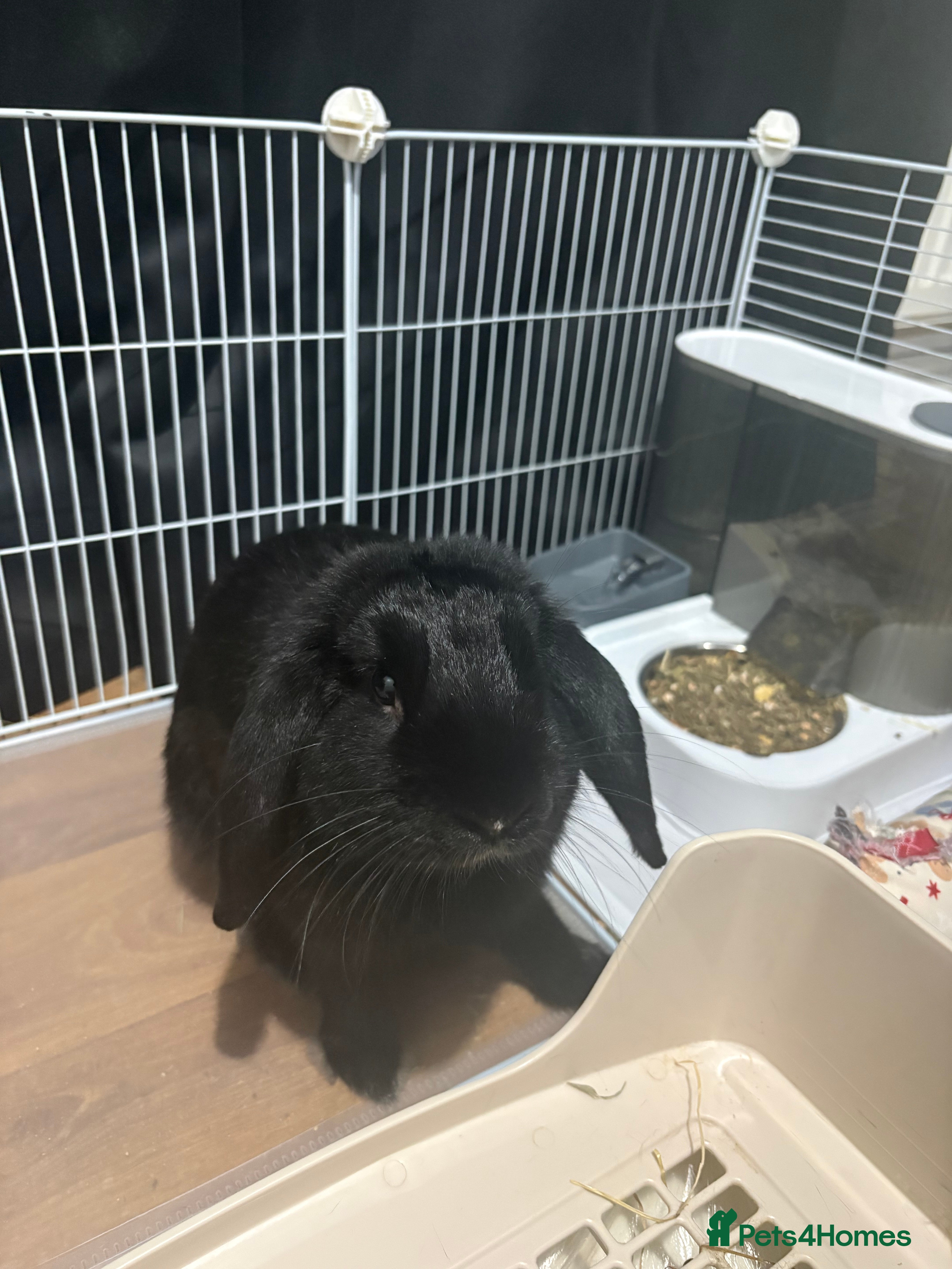 English Lop rabbits English lop boy  - Advert 1