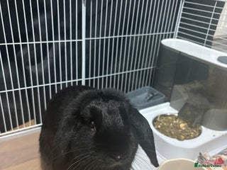 English Lop rabbits English lop boy - Advert 1