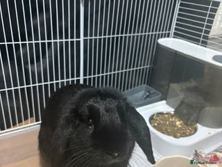 English Lop rabbits English lop boy - Advert 10