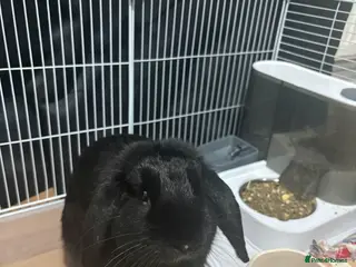 English Lop rabbits English lop boy - Advert 3