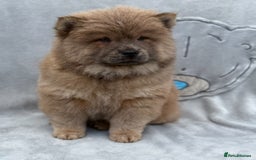 Chow Chow dogs for sale: KC Reg Chow Chow Puppies  - Image 7