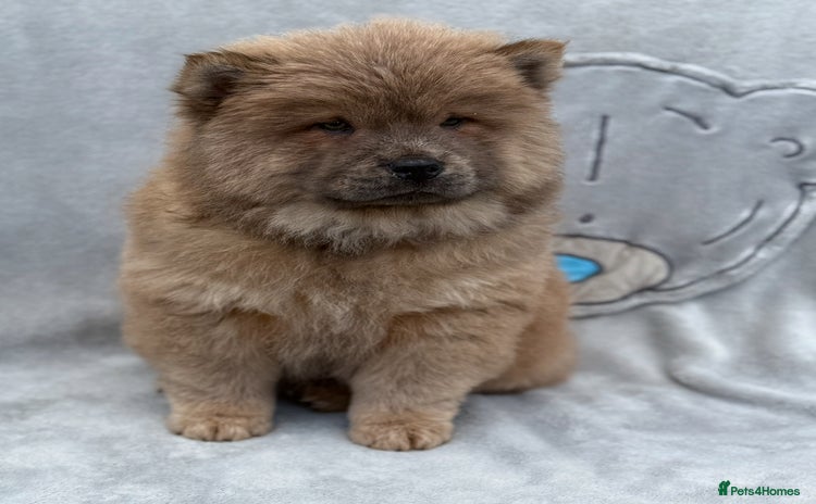 Chow Chow dogs - Advert 8