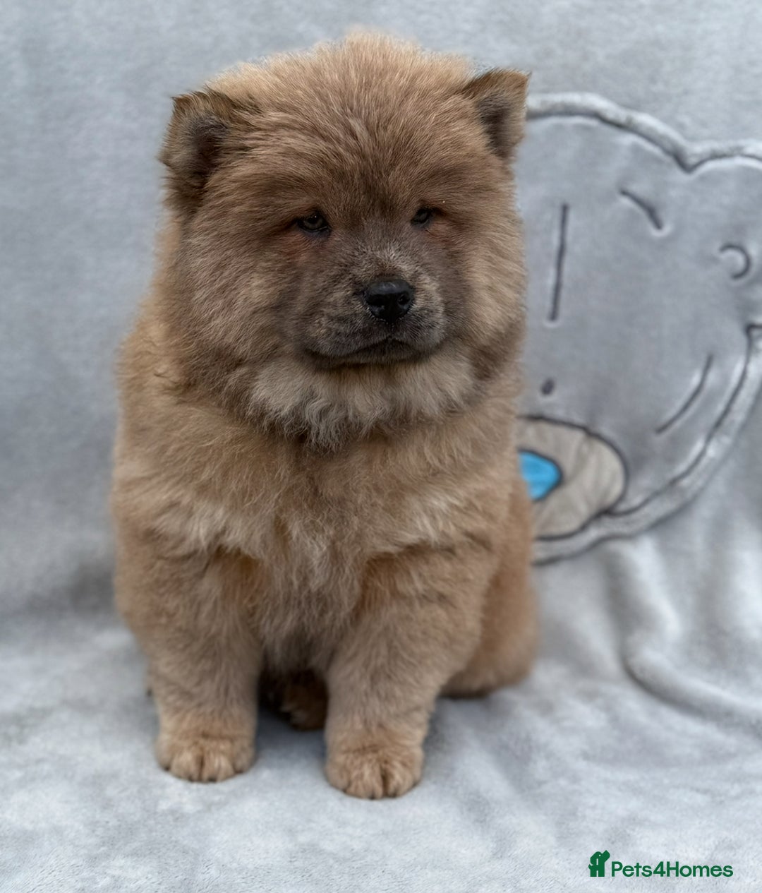 Chow Chow dogs for sale: KC Reg Chow Chow Puppies  - Image 7