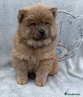 Chow Chow dogs KC Reg Chow Chow Puppies - Advert 4