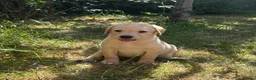 Labrador Retriever dogs for sale: Gorgeous KC Reg Labrador puppies - Advert 6