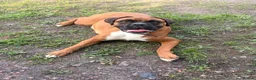 Boxer dogs for sale: Sir Alfie  - Advert 2