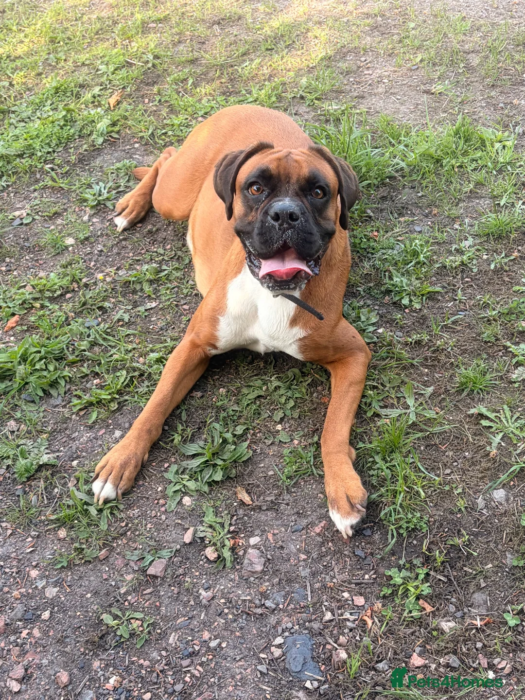 Boxer dogs for sale: Sir Alfie  - Advert 2