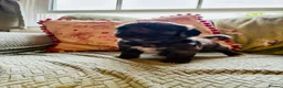Cockapoo dogs for sale: Miniature F1 Cockapoo puppies Ready Now - Advert 18
