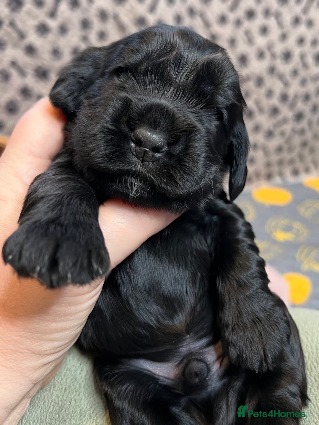 Cocker Spaniel dogs for sale: Show-Quality Cocker Spaniel Puppies  - Advert 1