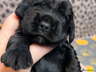 Cocker Spaniel dogs Show-Quality Cocker Spaniel Puppies - Advert 7