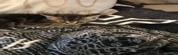 Mixed Breed cats for sale: Two beautiful boy kittens!!  - Advert 4