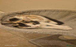 Mixed Breed cats for sale: Kitten girl. - Image 10