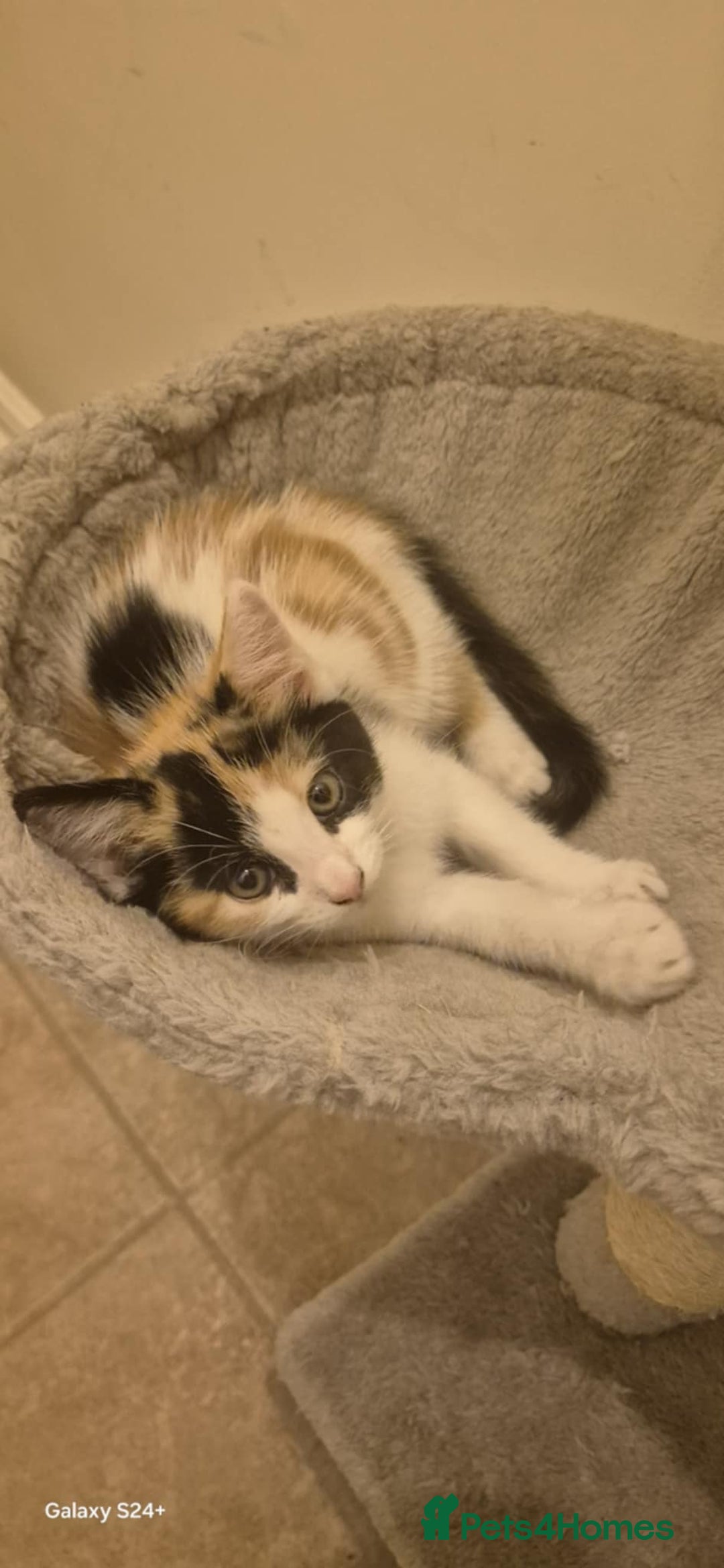 Mixed Breed cats for sale: Kitten girl. - Image 10