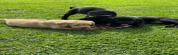 Labrador Retriever dogs for sale: Superb Working Labrador Puppies - Advert 4