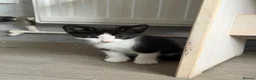 Mixed Breed cats for sale: Kittens Looking for a Loving Home  - Advert 14