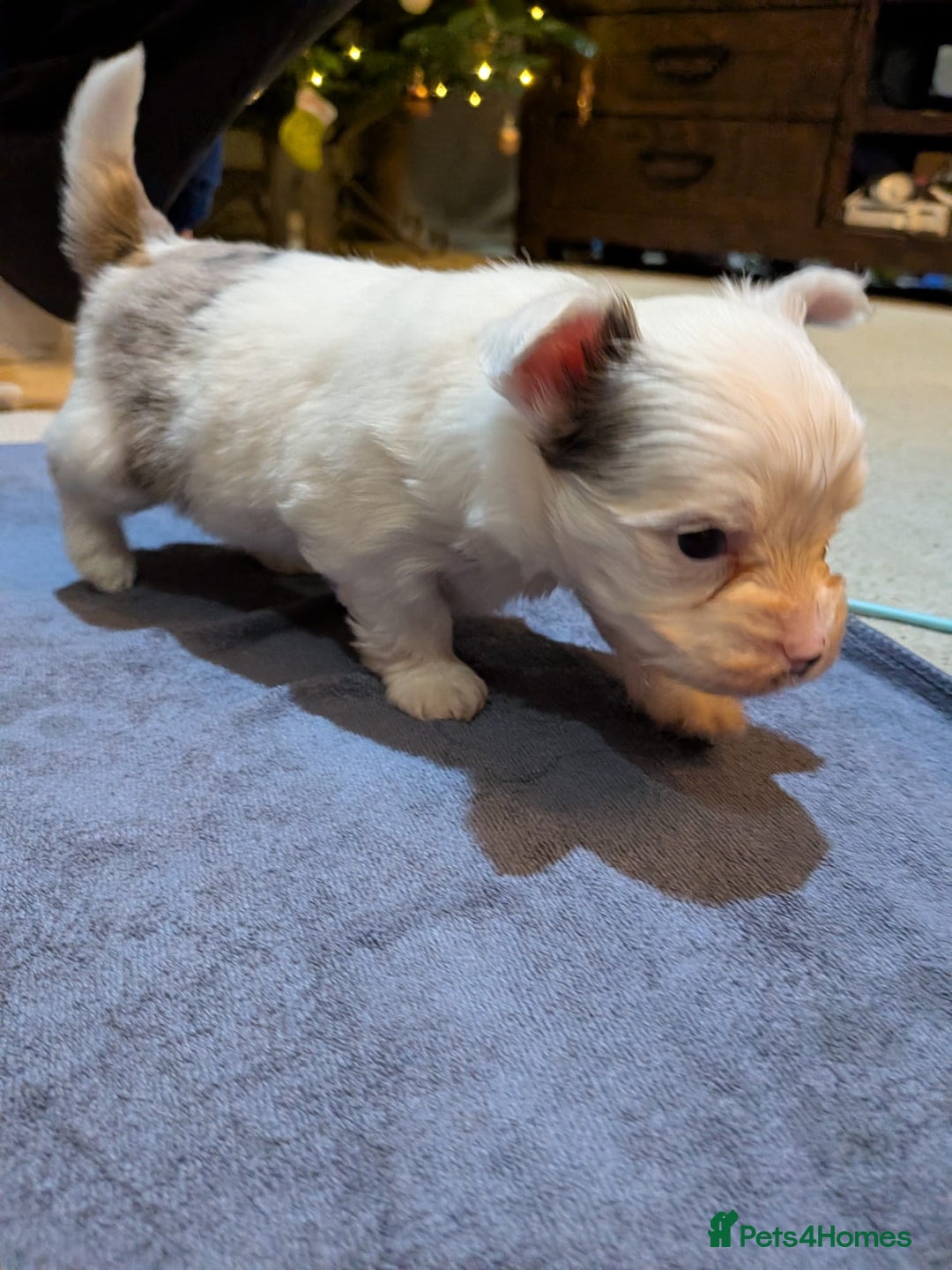 Biewer Terrier dogs for adoption: ❤️🐶 Sweet Pups Looking forResponsible Homes 🐶❤️ - Advert 13