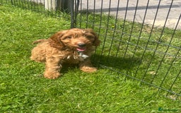 Cockapoo dogs for sale: F1 Cockapoo Puppies DNA hereditary clear - Image 8