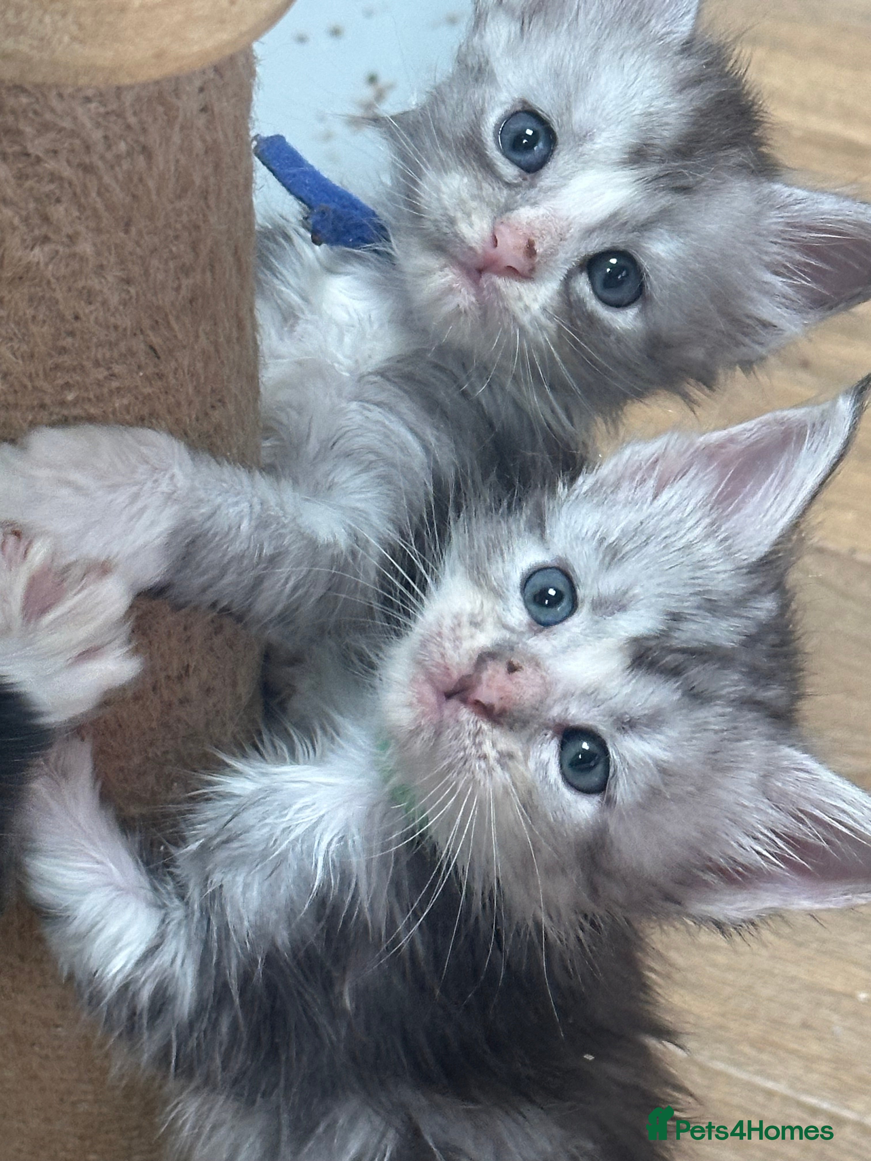 Maine Coon cats Gccf Mainecoon kittens  - Advert 2